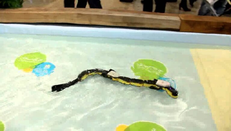 Innovaciones en Robótica: El Futuro de Salamandra Robótica
